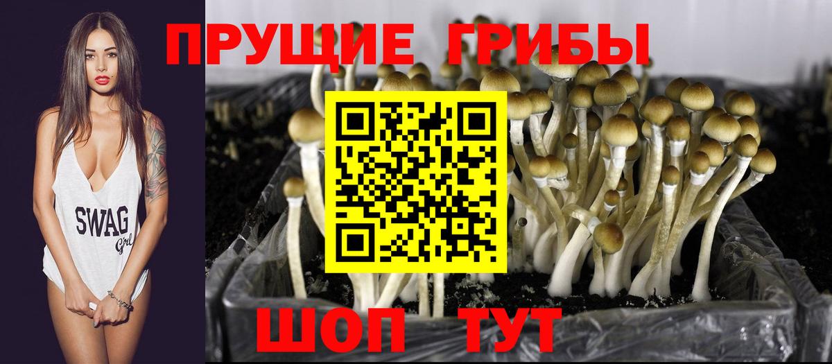 Псилоцибиновые грибы Cubensis Мценск
